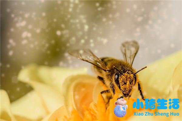 怀孕梦到蜜蜂生男生女