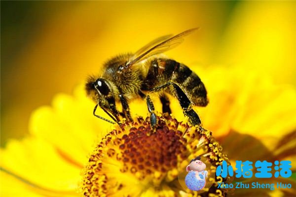 怀孕梦到蜜蜂生男生女