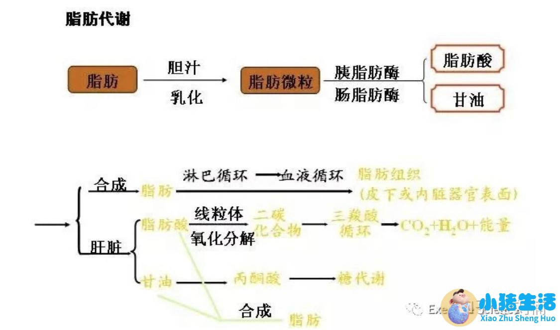 夏天最简单的减肥方法
