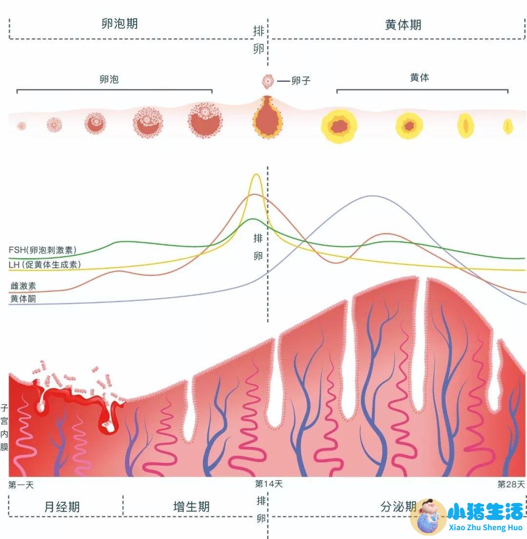 怀孕初期小腹疼痛是什么原因造成的
