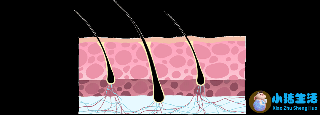 吃了一根头发会怎么样