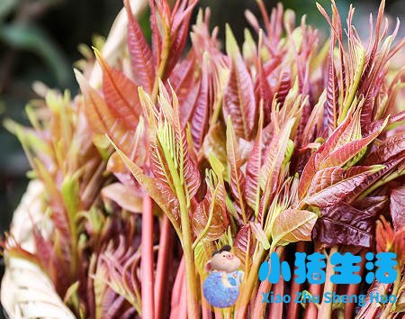 香椿炒鸡蛋肾结石能吃吗