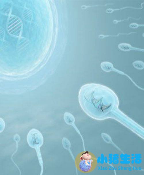 男性弱精症能怀孕吗？弱精症的食疗方