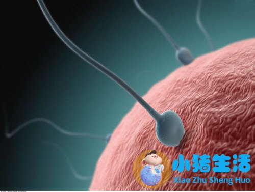 少精弱精症的危害
