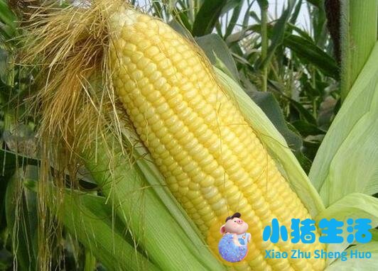 什么是健脑食物有哪些