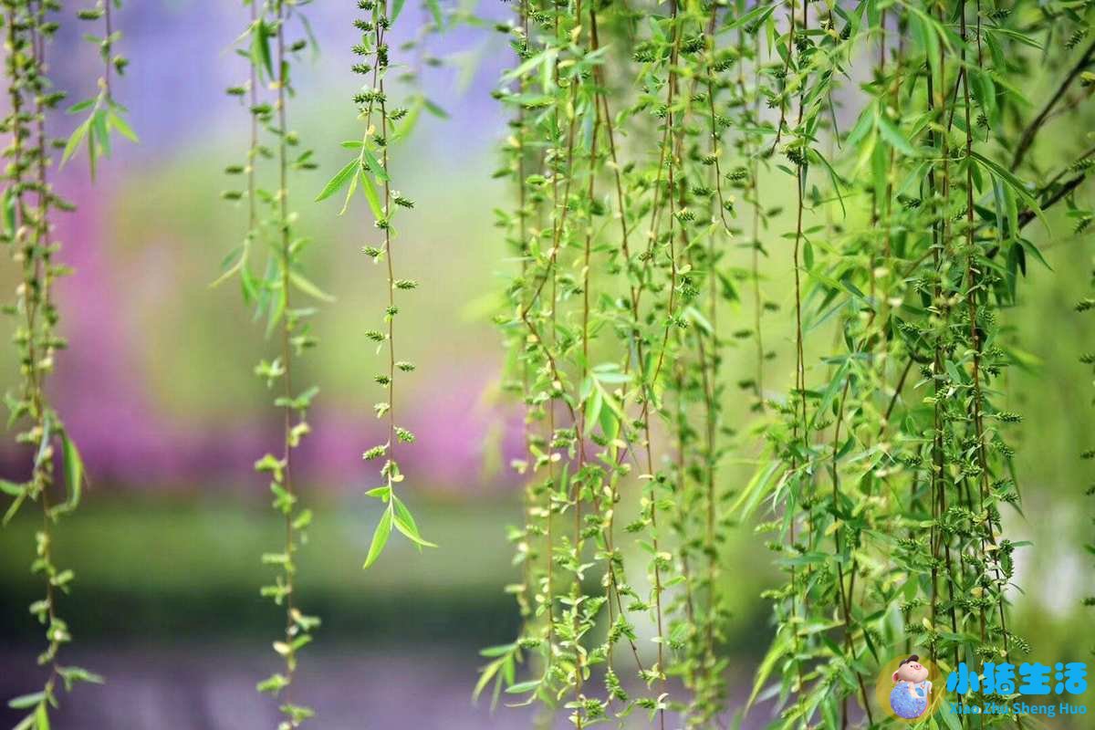 美丽加分蔷薇面膜功效
