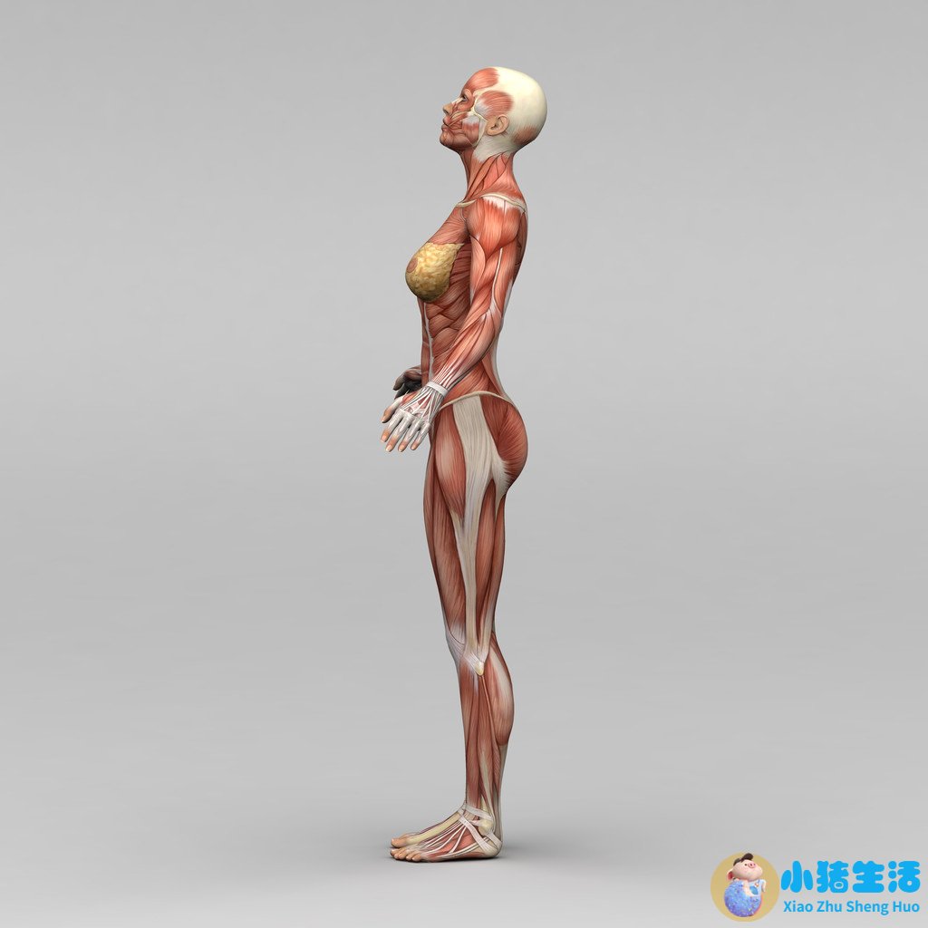 科学减肥一个月减30斤