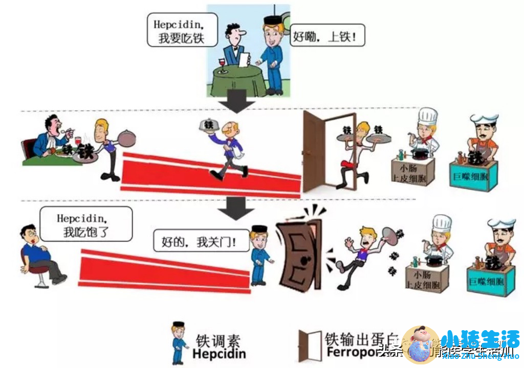 怀孕嗜中性粒细胞偏高