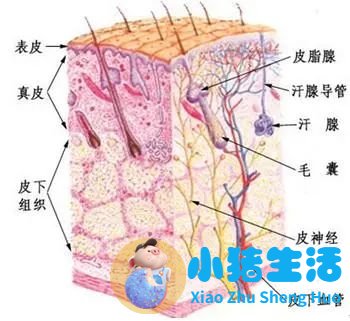 防脱生发最好的产品