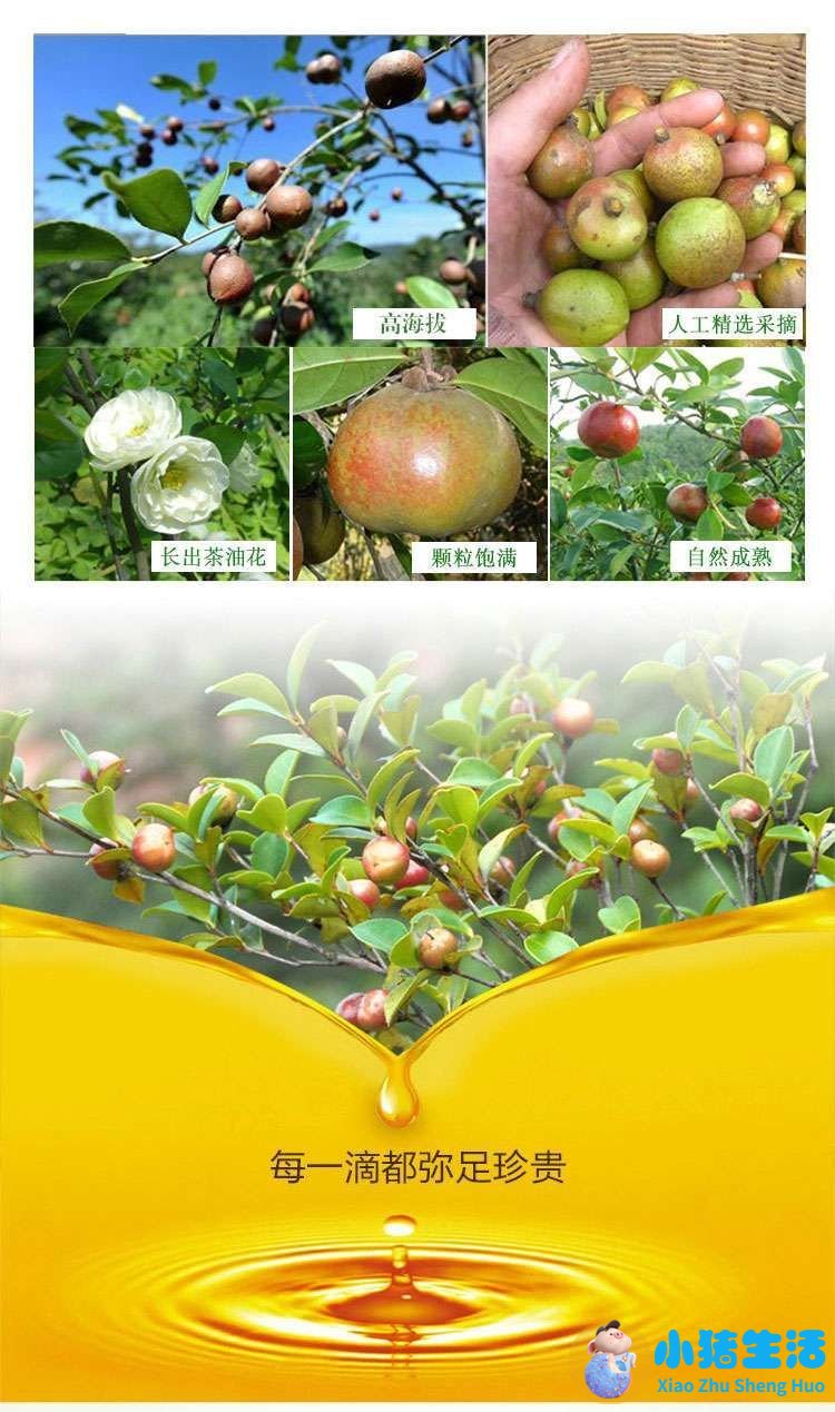 提炼纯茶油(茶籽油精炼提纯)