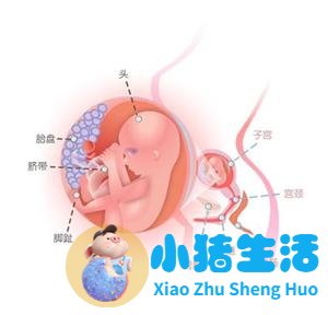 怀孕几周可以测试出来