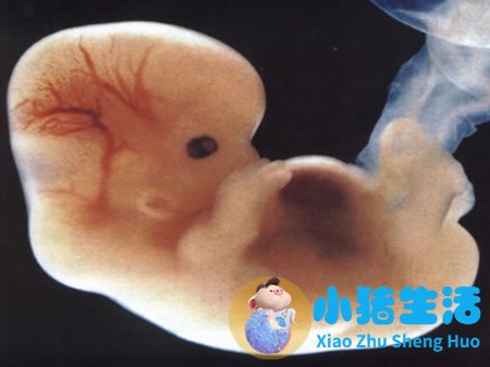 怀孕几周可以测试出来