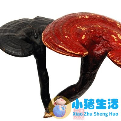 养生食品大全