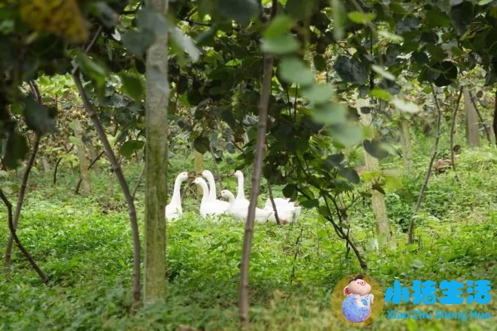 中药是虫子