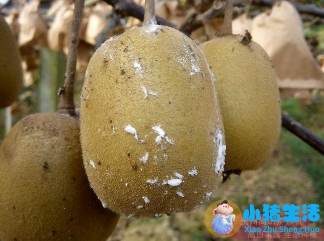 中药是虫子