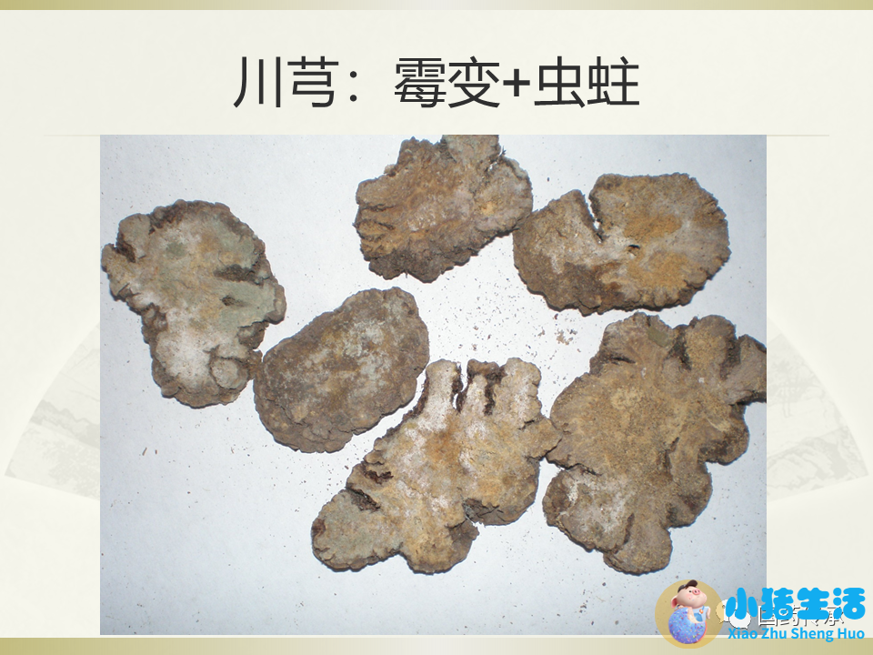 中药是虫子