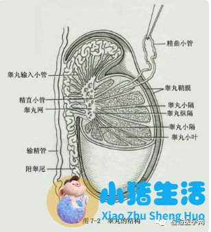 男性保健新知识