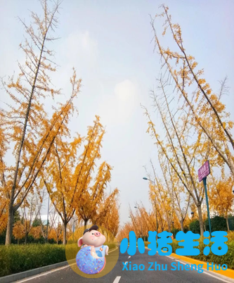上海国际旅游度假区结构规划图