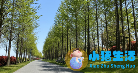 上海国际旅游度假区结构规划图