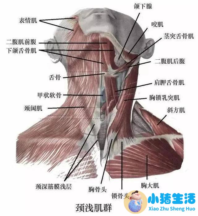 鸡蛋摩丝面膜使用方法