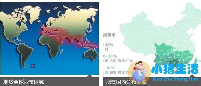 如何寻找罕见型地中海贫血的“蛛丝马迹