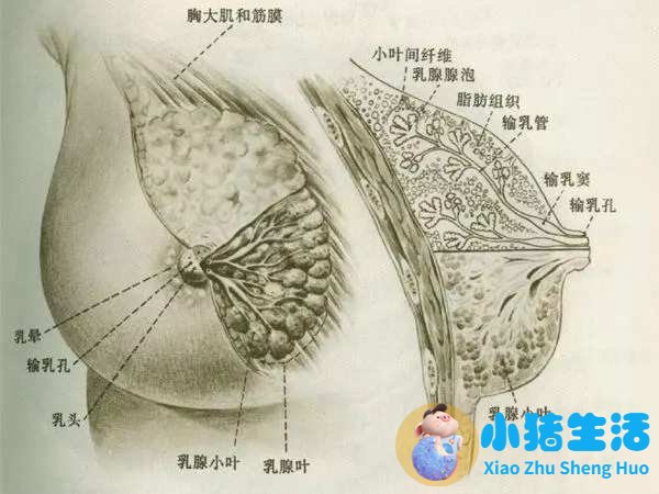 乳晕小是回事