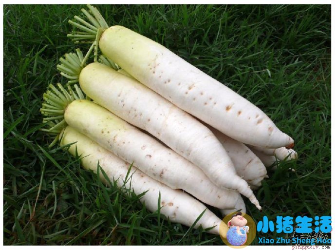 女人最该吃滋补食物