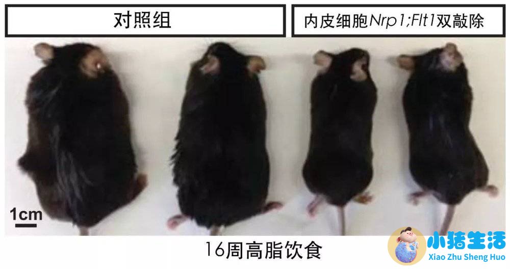 运动减肥的最好方法 科学减肥