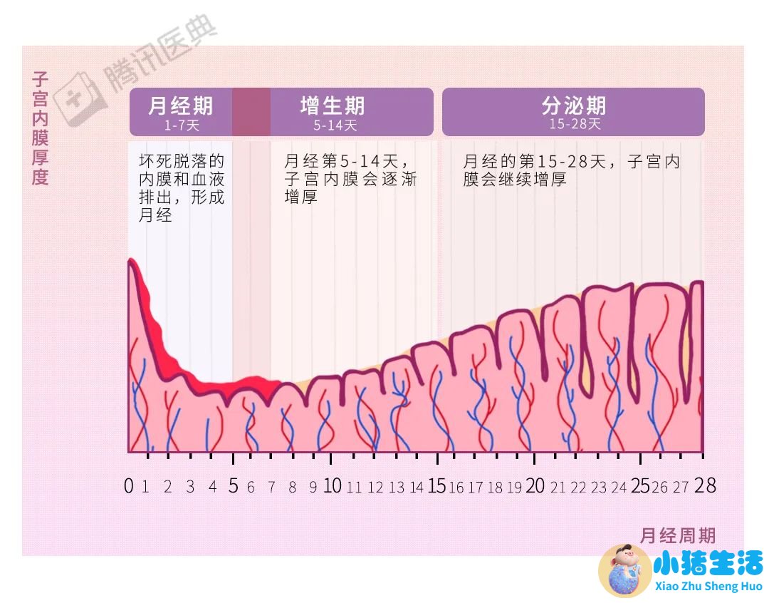 子宫壁薄影响月经吗，子宫内膜薄影响月
