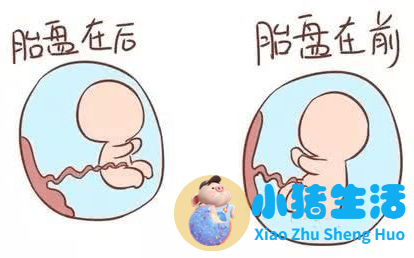 【怀孕8个月】怀孕八个月胎儿图