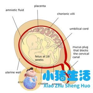 怀孕8个月胎动频繁