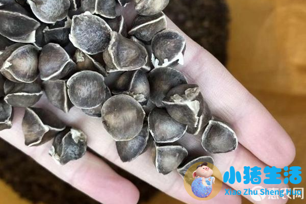 辣木籽价格多少钱一斤