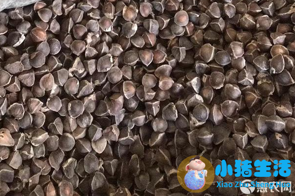 辣木籽价格多少钱一斤