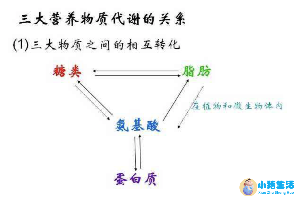 四年级下册科学健康饮食