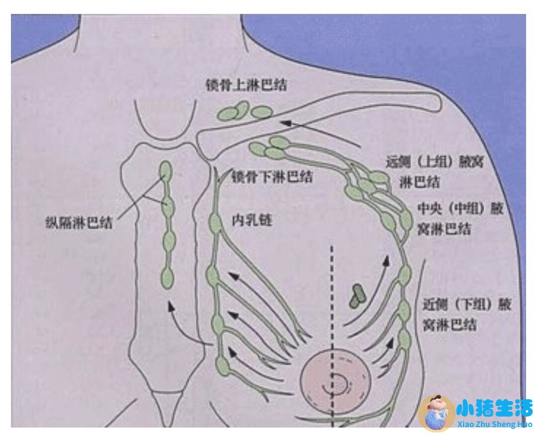 女性养生保养品