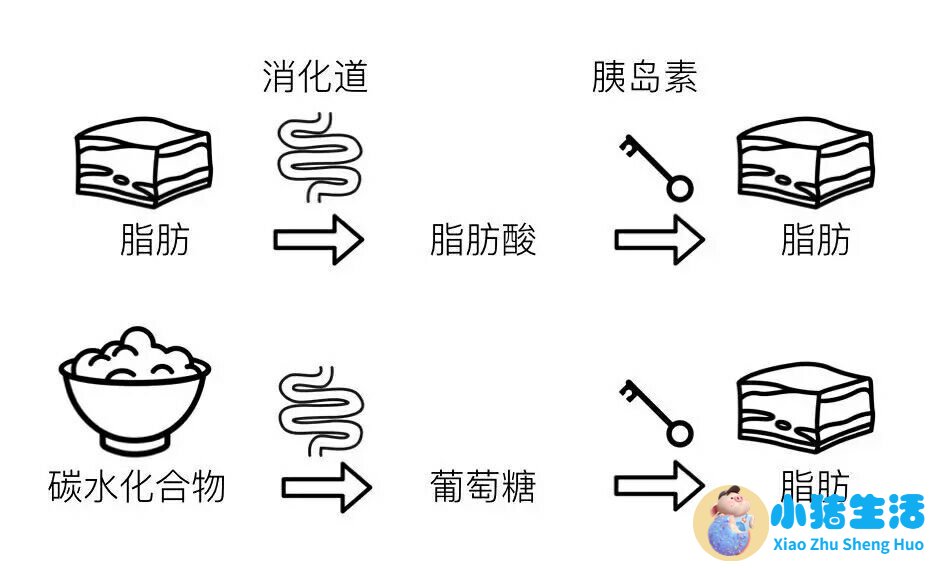 健康运动饮食减肥