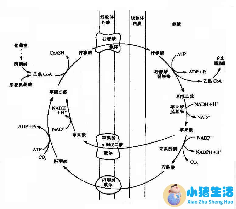 <strong>生物化学与分子生物学/脂肪酸的合成</strong>