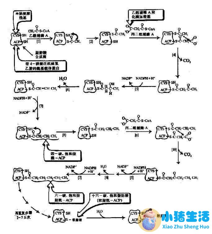 原核生物脂肪酸合成酶复合物生成软脂酸(16：0)