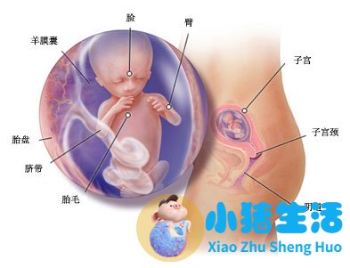 怀孕十四周症状_胎儿图_孕妇身体变化_怀孕14周注意事项
