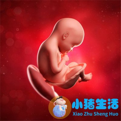 怀孕17周胎儿真实图片