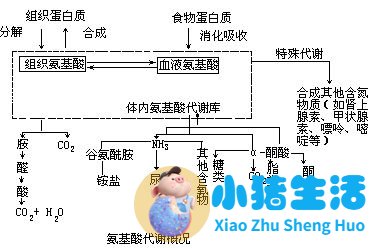 <strong>人体自身不能合成的9种必须氨基酸</strong>