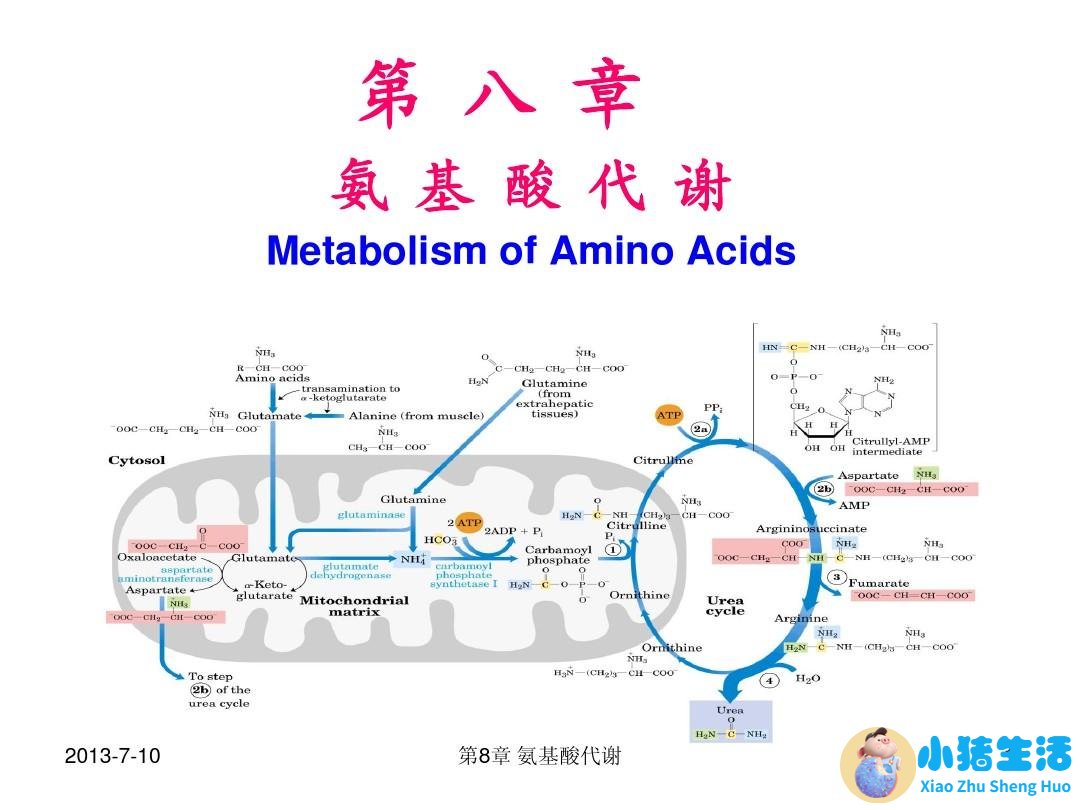 人体内不能合成的脂肪酸是