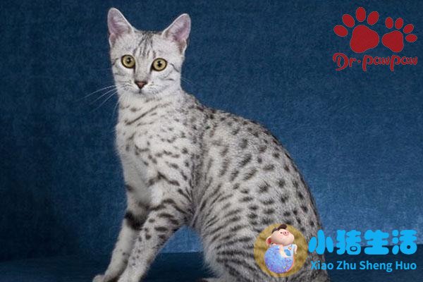 猫咪总是吃不胖是什么原因？