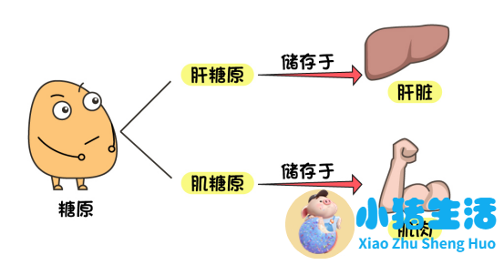 吃木瓜种对男性性功有什么好处