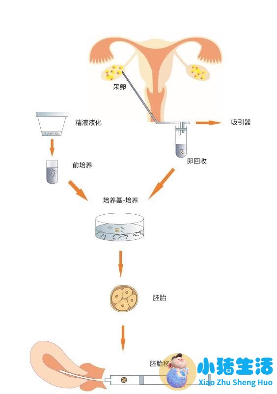胚胎师：试管婴儿背后的“上帝之手”