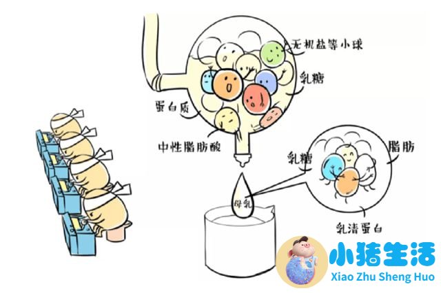 母乳不足的原因分析