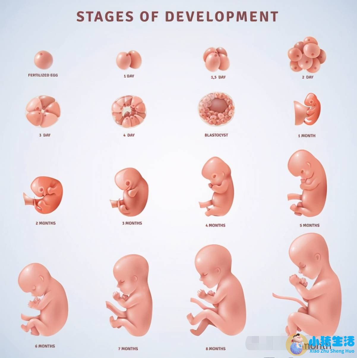 怀孕八个月要注意什么?