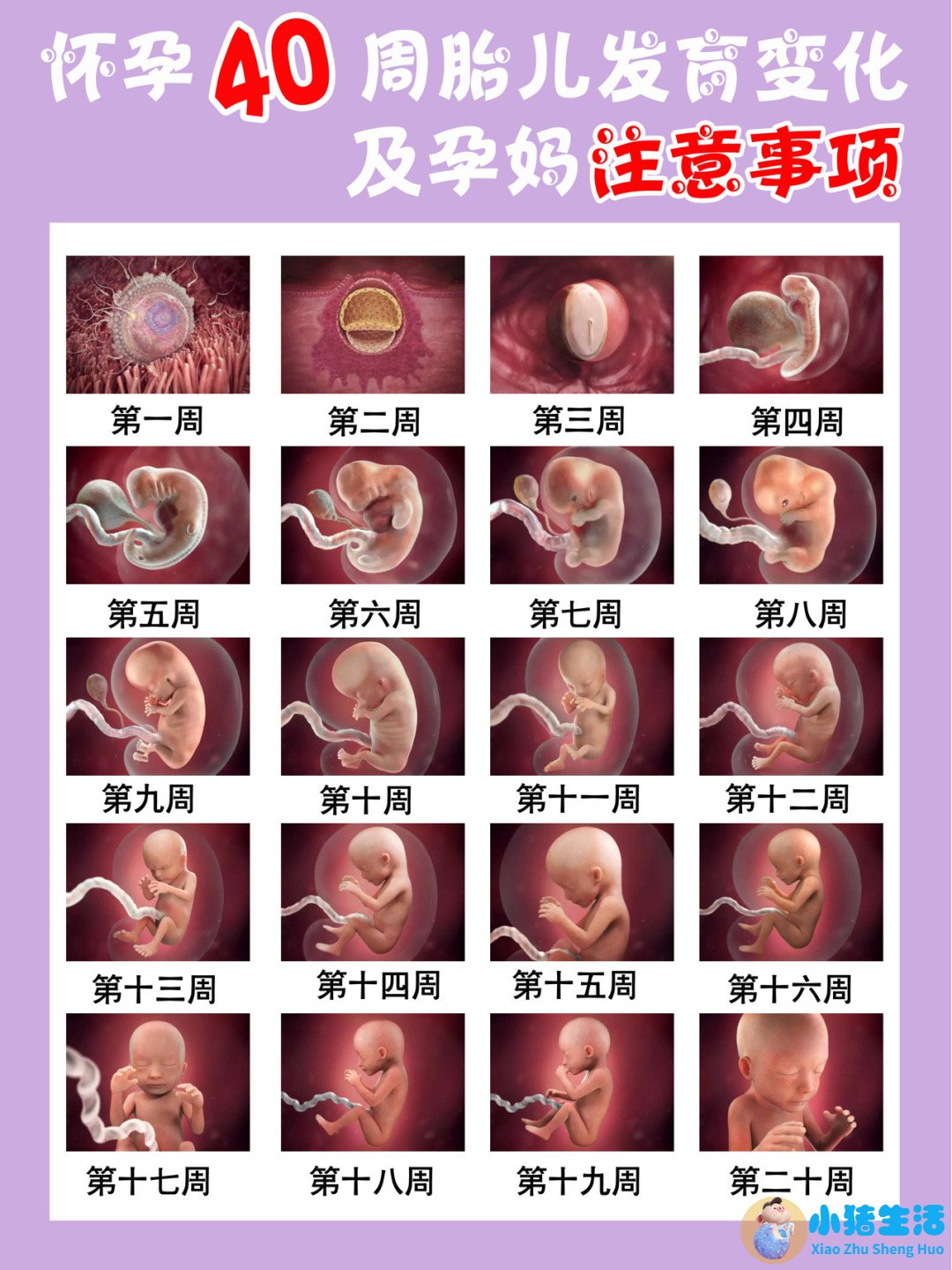 怀孕八个月要注意什么?