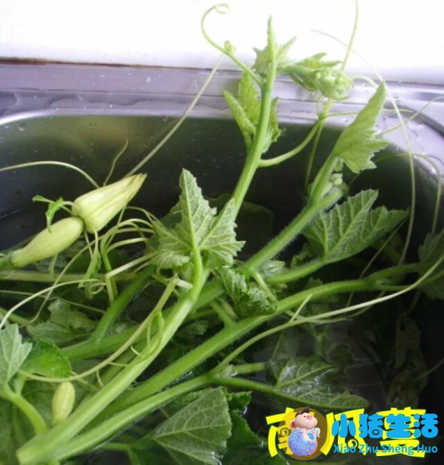 金钱草颗粒治肾结石效果好不好