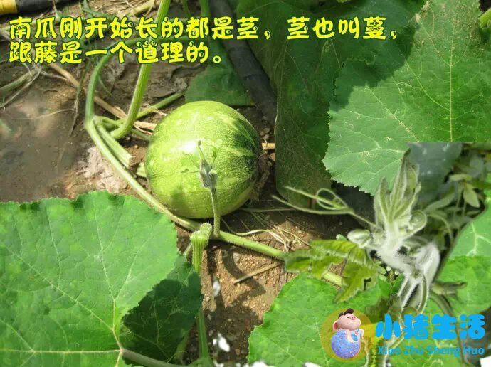 金钱草颗粒治肾结石效果好不好